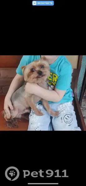 Пропала собака, ул. Мешкова, 20, Шахты - photo