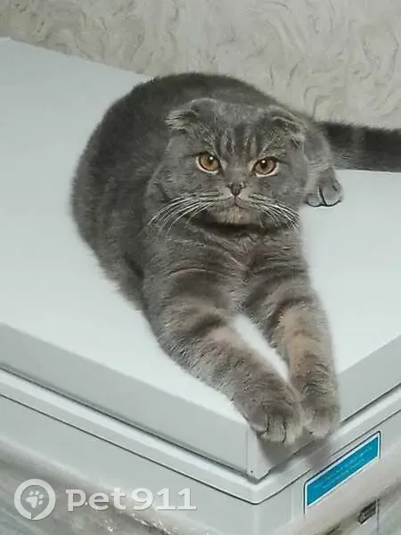 Пропал кот, Краснопартизанская 40, Кувандык - photo