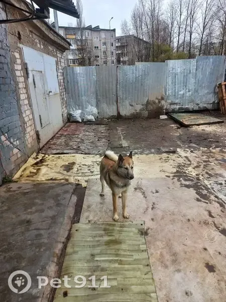 Пропала лайка, Ямпольская 15, Пермь - photo