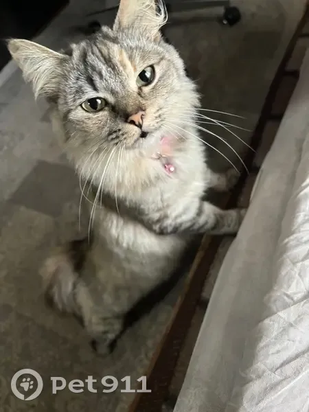 Пропала кошка, Октябрьская ул., Дедовск - photo