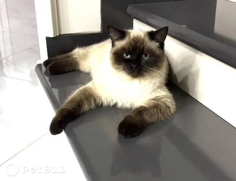 Пропал кот Барсик, Советская ул., Борисоглебск - photo