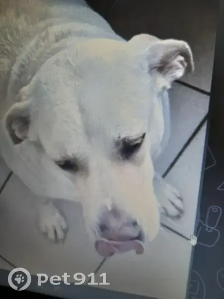 Пропала собака, ул. Гоголя, 136, Краснодар - photo