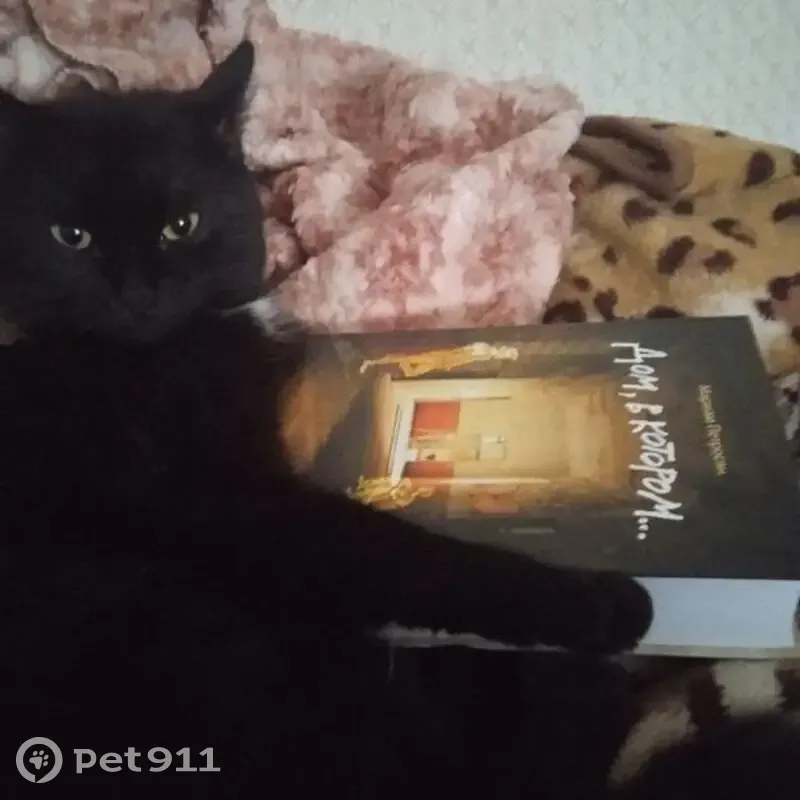 Пропала кошка, ул. Кирова 71, Тумботино - photo