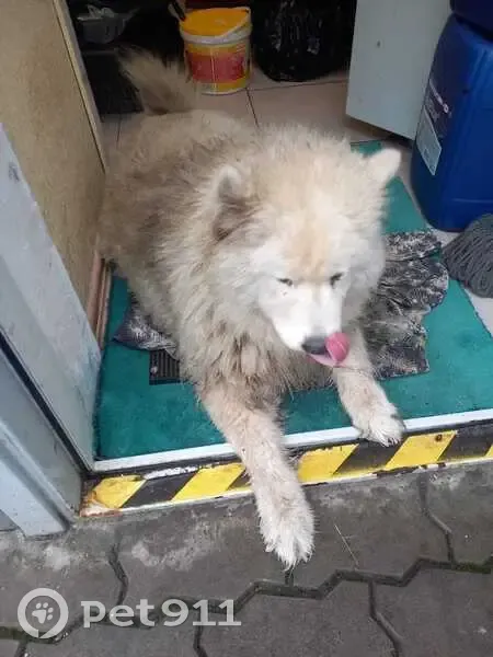 Пропала собака Бела, Агой, Центр. 3 - photo