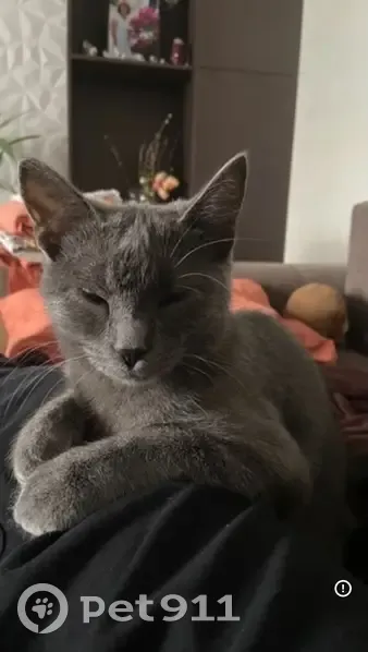 Пропала кошка, ул. Победителей 46/3 - photo