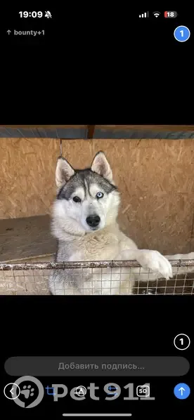 Пропала собака, Бузулук, ул. Плодопитомническая 26 - photo