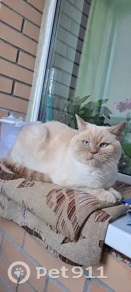 Пропала кошка, Привокзальная 20Б, Токсово - photo