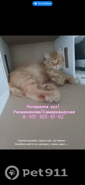 Пропал рыжий кот, Самаркандская ул., Ростов-на-Дону - photo