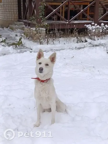 Пропала собака, Дружный, Орловская обл. - photo