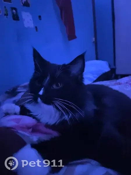 Пропал котенок, ул. Щорса, Калининград - photo