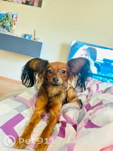 Пропала собака в Светогорске, Ленобласть - photo