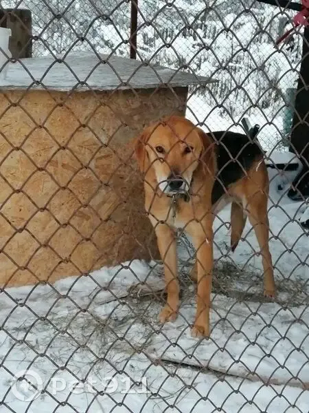 Пропала гончая, Левобережное, Ярославль - photo