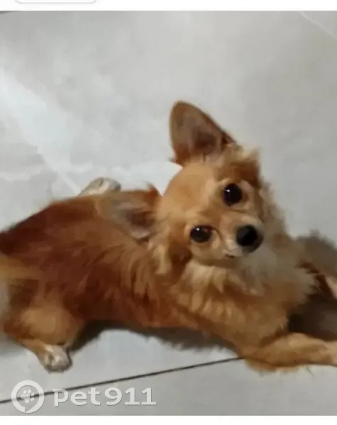 Пропала собака на ул. Звездочка, Калининград - photo