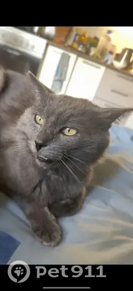 Пропал кот, Ферганская ул. 30, Пенза - photo