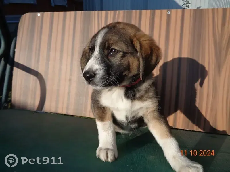 Пропала собака, ул. Грибоедова 58, Тула - photo