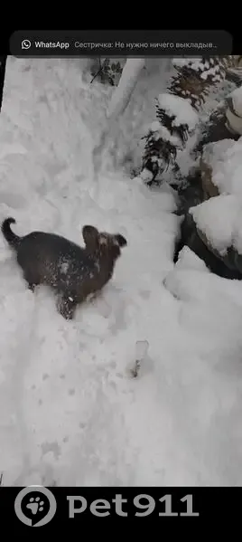Пропала собака, Волна ст, 44, Туапсе - photo