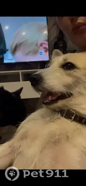 Пропала собака, Коммунальная 24, Каменск - photo