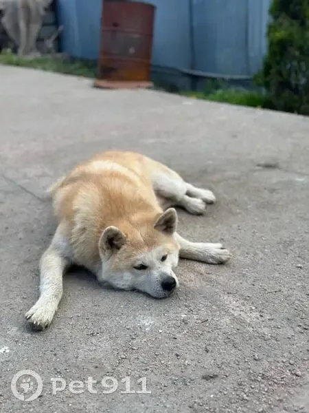 Пропала акита-ину, Ситовка, Липецк. - photo