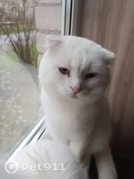 Пропала кошка, Советская ул., Пучеж - photo