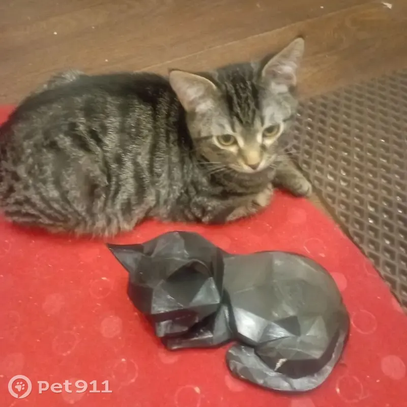 Пропал котенок на ул. Куйбышева, 6, Мурманск - photo