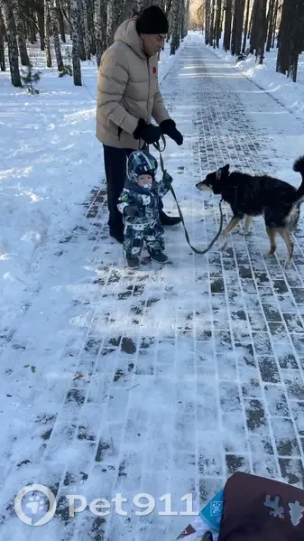 Пропала собака Рекс, ул. Карпова 16/2, Томск - photo