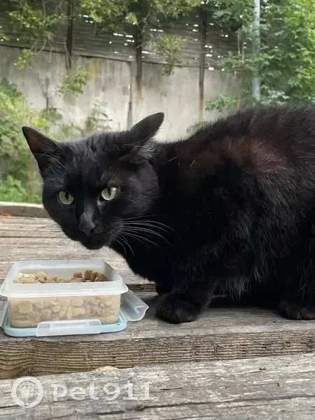 Пропала кошка у Ялтинского пер. 24, Калининград - photo