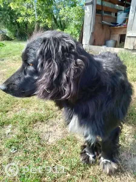 Пропала собака, Пышма, ул. Комсомольская 1а - photo