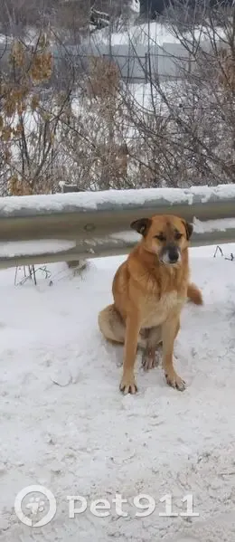 Пропала собака, Пестрецы, Татарстан - photo
