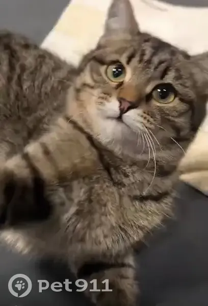 Пропала кошка, Северная ул., 41А, Карпинск - photo