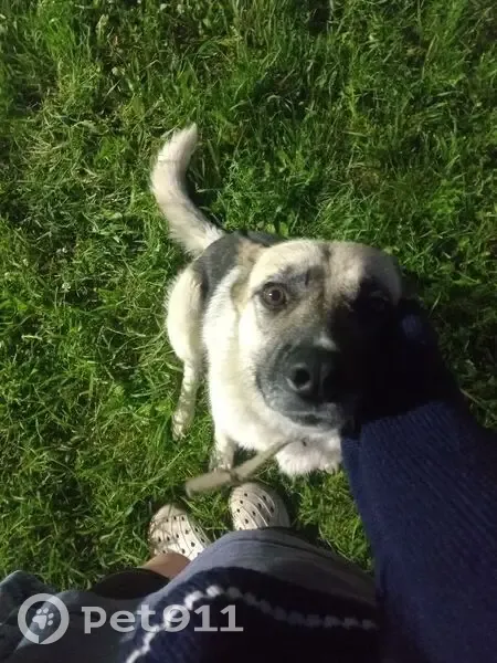 Пропала собака, Баклашинское с/п, Иркутск - photo