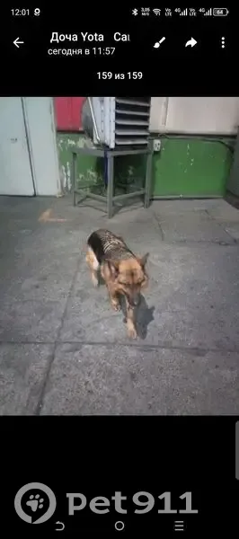 Собака найдена: ул. Пограничников, 42 - photo