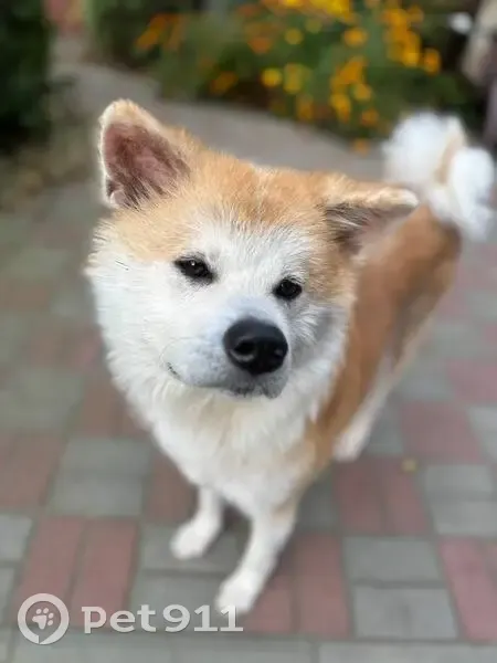 Пропала собака, ул. Д. Горина, 153, Воронеж - photo