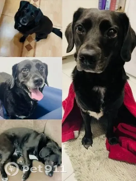 Пропала собака в Батайске, ул. Луначарского, 113 - photo