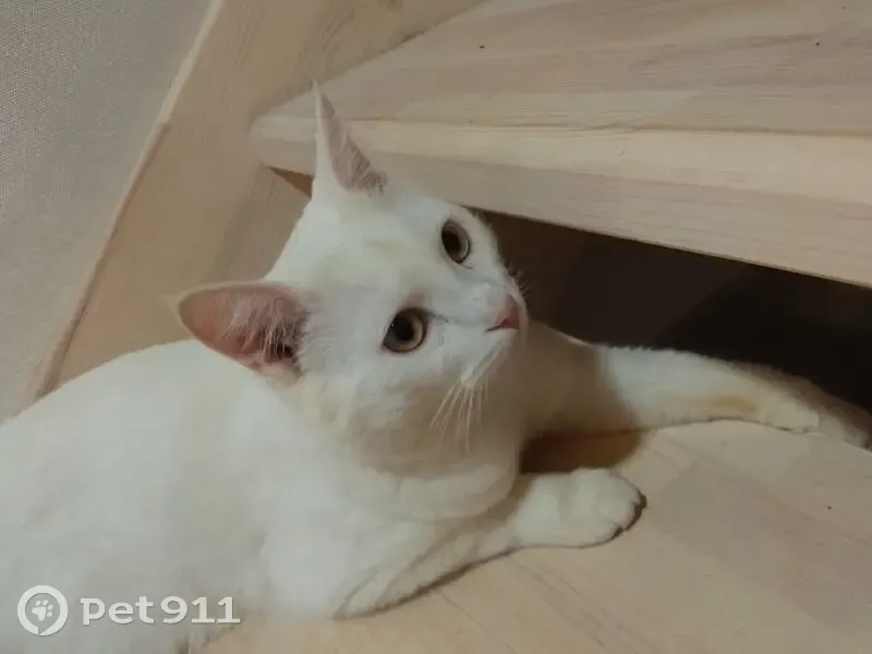 Пропал белый котик, Спасс, ул. Полевая - photo