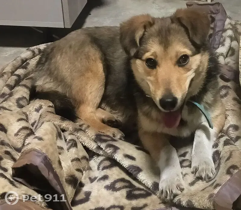 Собака найдена: ул. Звездова, 28А, Новокузнецк - photo