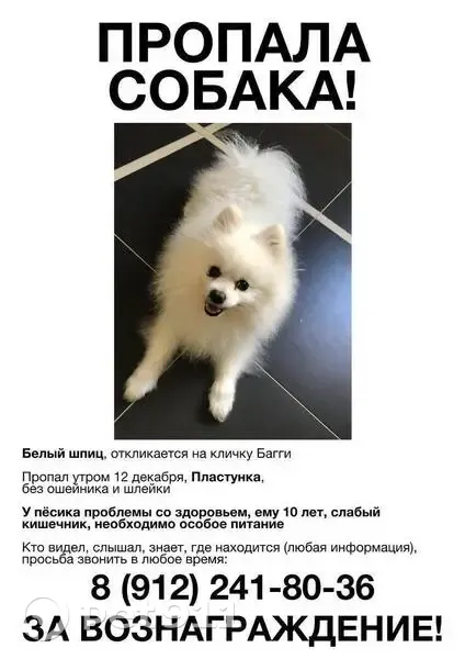 Пропала собака на ул. Джапаридзе, Пластунка - photo