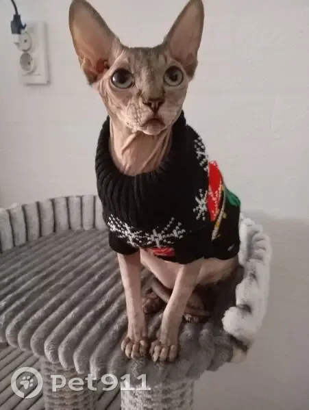 Пропала кошка, ул. Есенина 84Б, Краснодар - photo