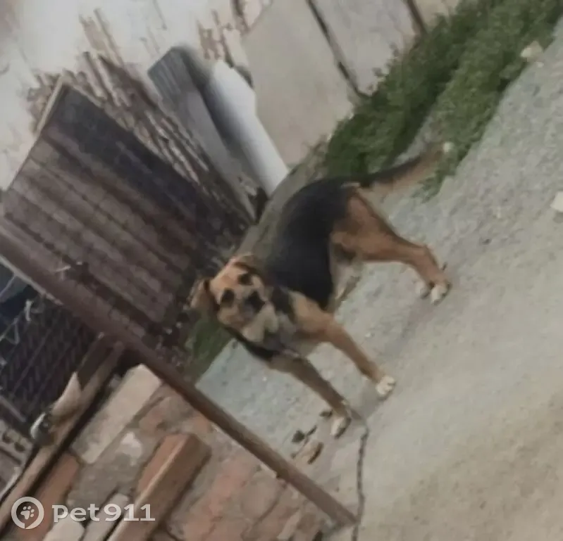 Пропала собака, Орск, Тенистая 13 - photo