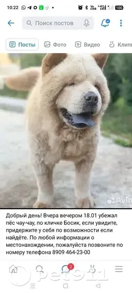 Пропала собака чау-чау, Краснодарский край - photo