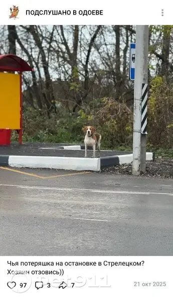 Собака найдена в Стрелецком, Тульская область - photo