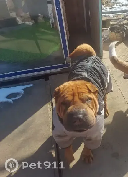 Пропала собака, Спортивная ул., Голубицкая - photo