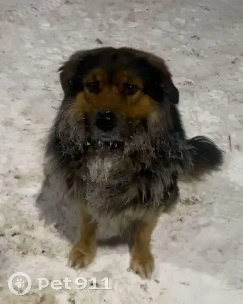 Найдена собака, Малая Чёрная, МО - photo