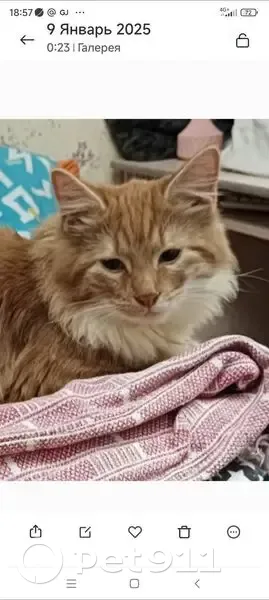 Пропала кошка, ул. Маршала Жукова, 9 - photo