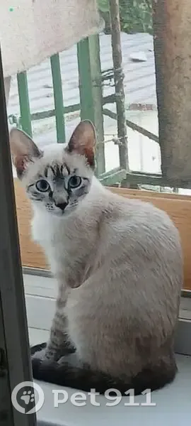 Пропала кошка, Комсомольская наб. 12 - photo