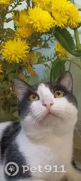 Пропала кошка, Красноармейская ул., Приволжское - photo