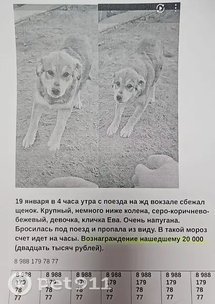 Пропала собака у Вокзальной пл., 20, Астрахань - photo
