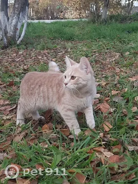 Пропал кот, Сарс, Пермский край - photo