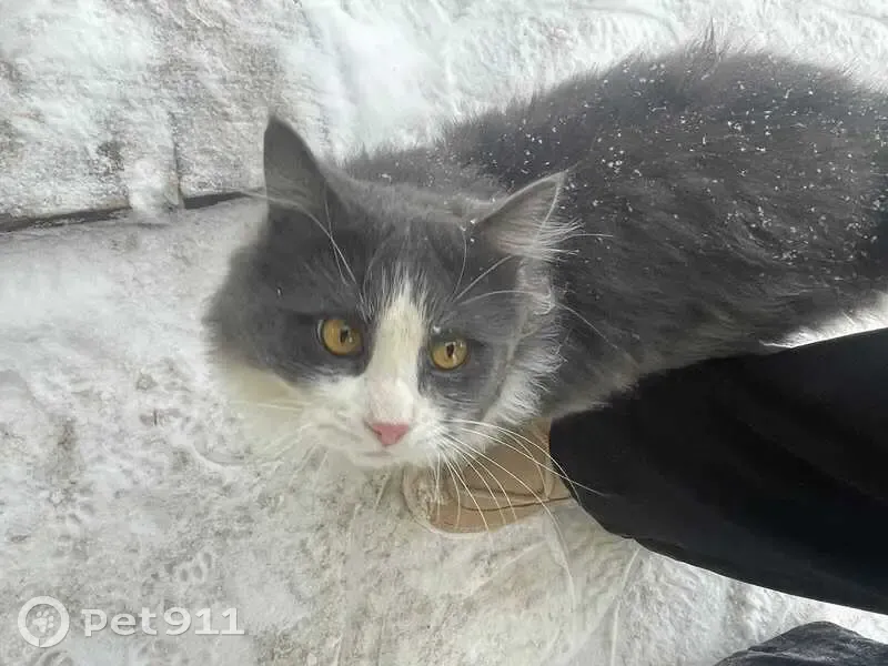 Пропала кошка, Казань, ул. Белинского - photo