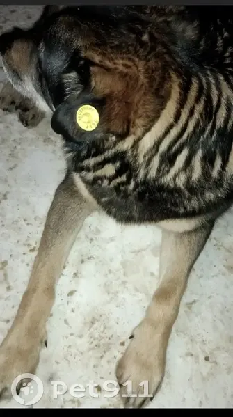 Пропала собака, Знаменка, Орловская обл. - photo