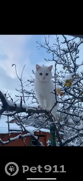 Пропала белая кошка, 4-й Кедровый, 15 - photo